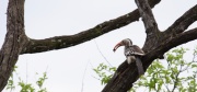 red-billed_hornbill (7)